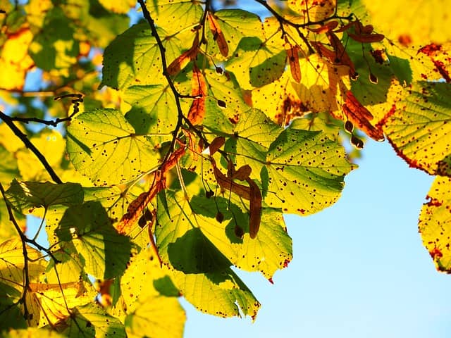 Podzimní listí na stromě