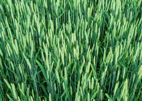Triticum spp. (Mladá pšenice)