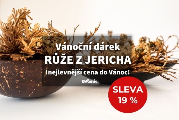 Vánoční růže z Jericha 