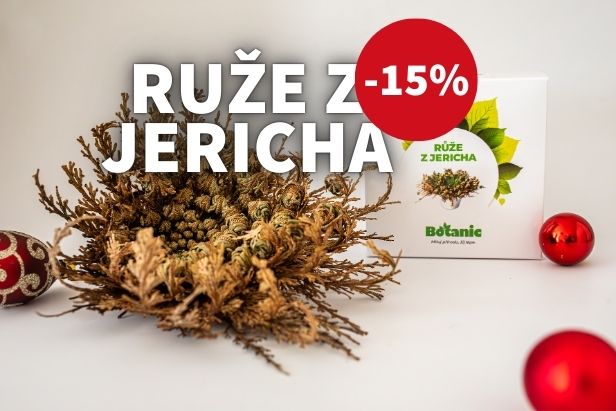 Růže z Jericha – kouzelný dárek pro ni 