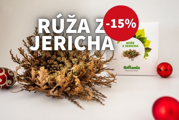 Ruža z Jericha – kúzelný darček pre ňu 