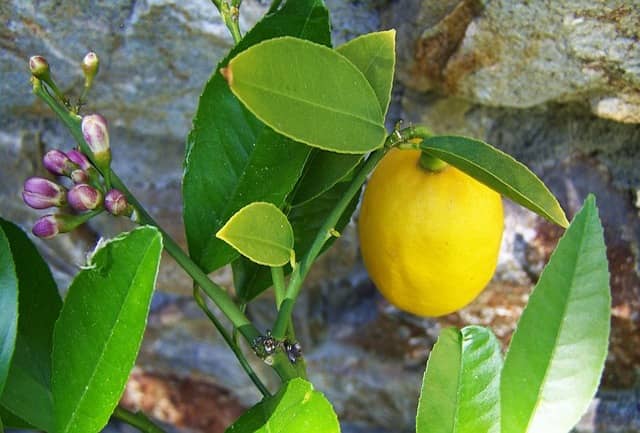 Citrusy jsou nejlepším zdrojem kyseliny citronové