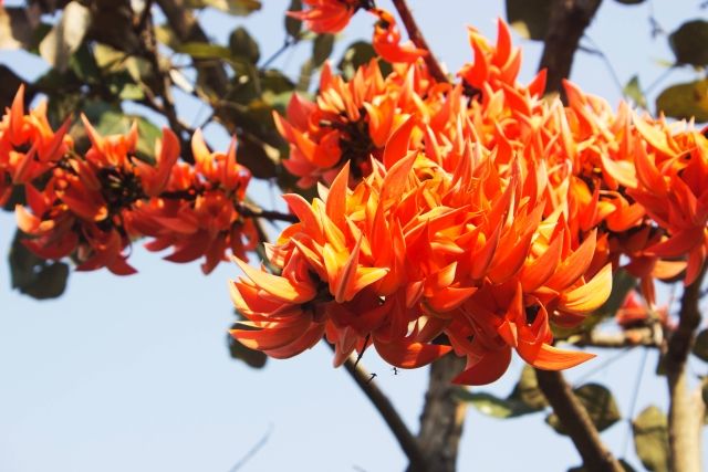 Kvetoucí Butea superba v přírodě