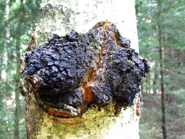 Chaga houba na stromě z předního pohledu