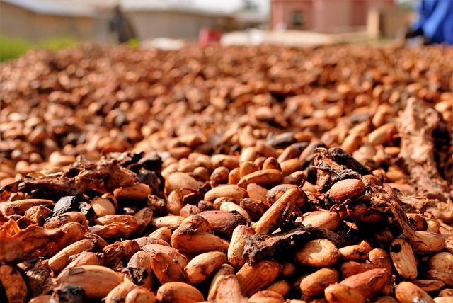 Sušení kakaových bobů