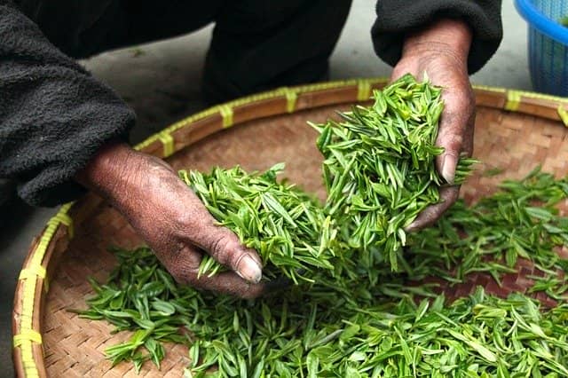 Kontrola kvality zeleného čaje
