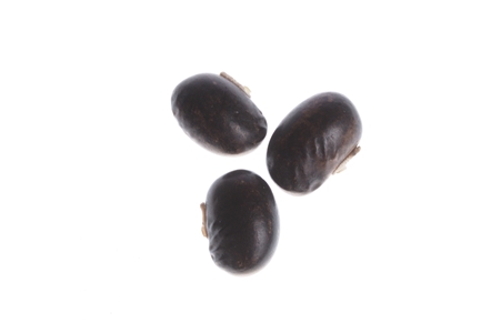 Mucuna pruriens - Celé fazole