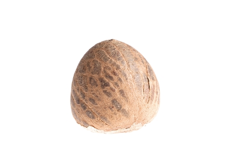 Ořech z palmy Areca - Celé ořechy